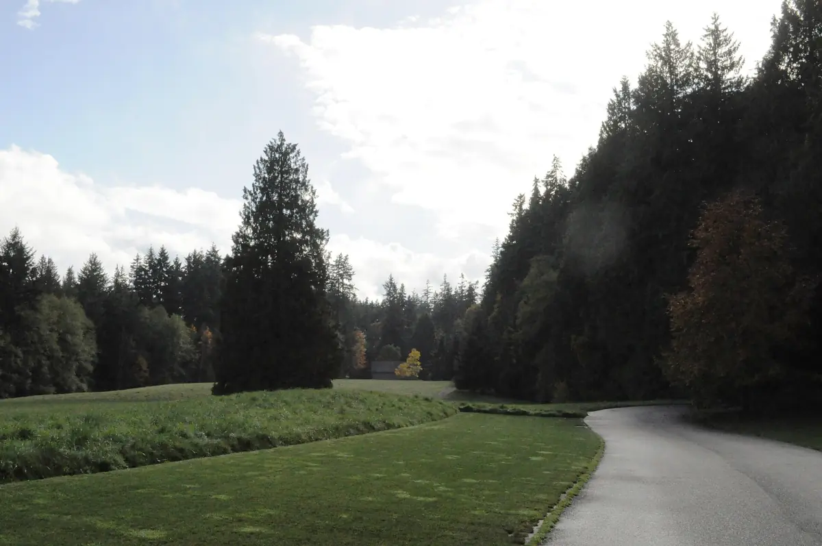 Paved path curving through a green meadow with conifers around it