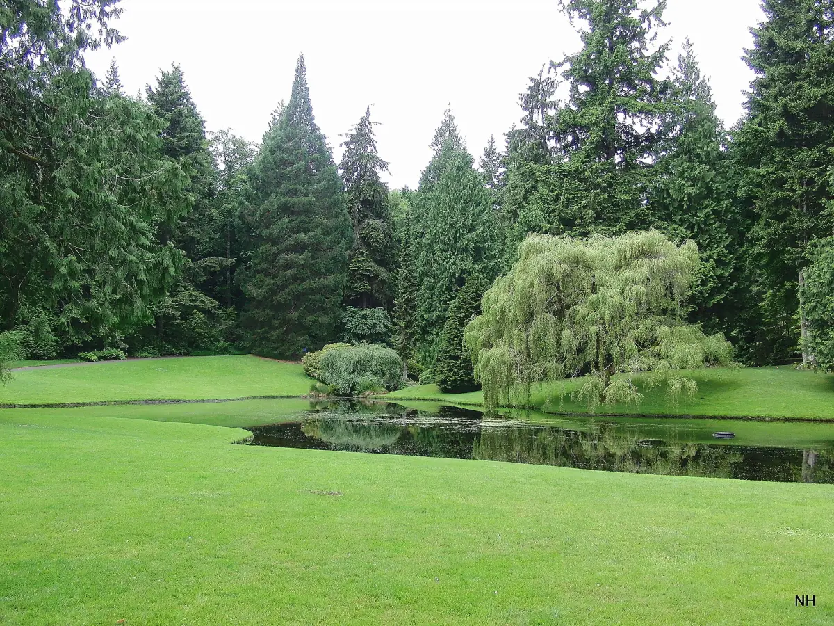 Pond with a weeping tree and lawn surrounded by evergreens